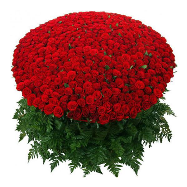 501 красная роза Resim 2